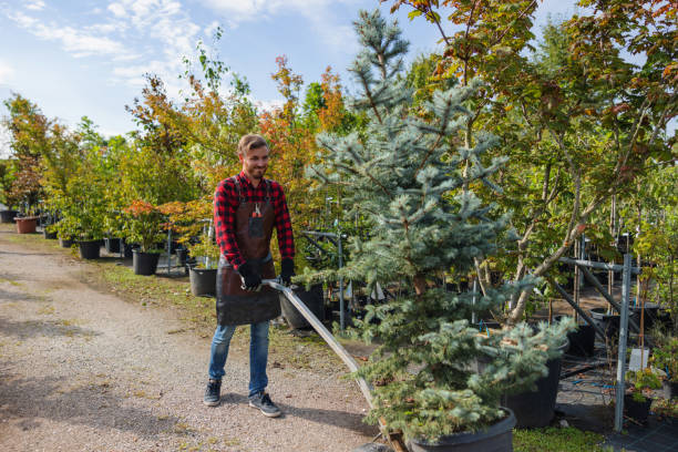 The Steps Involved in Our Tree Care Process in Santa Clarita, CA